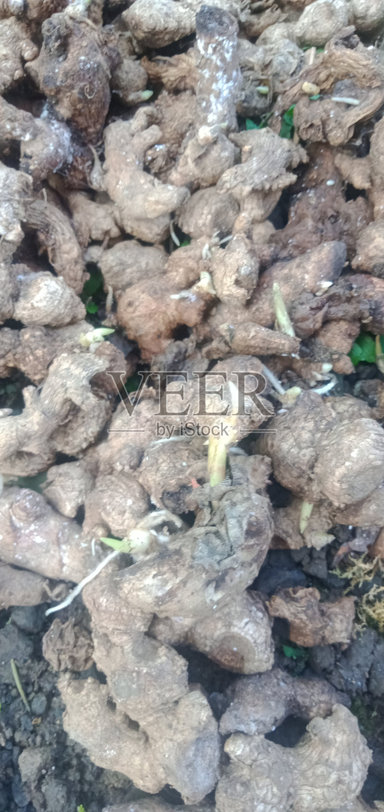 姜照片摄影图片