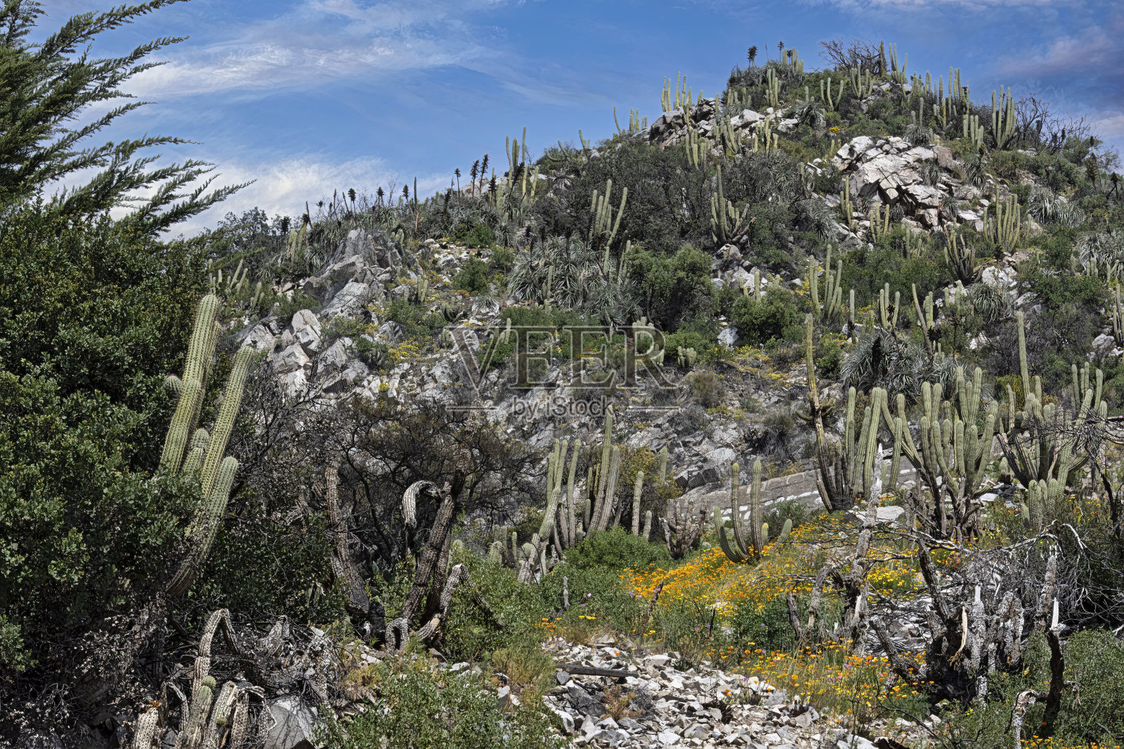 仙人掌照片摄影图片