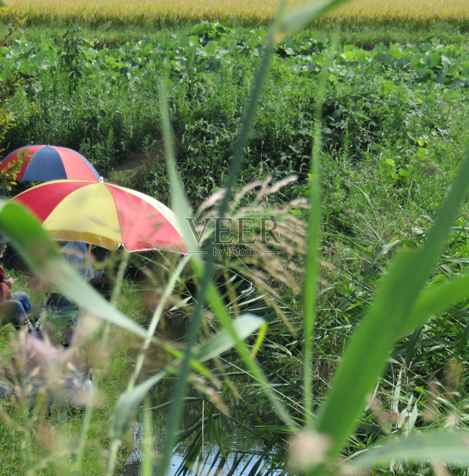 日本。河岸边草地上的雨伞。照片摄影图片