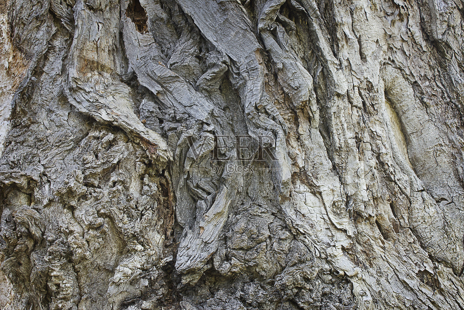 树皮纹理照片摄影图片