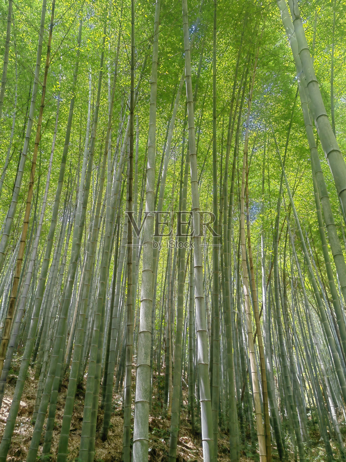 竹子在中午生长在森林里。竹林，自然背景。照片摄影图片