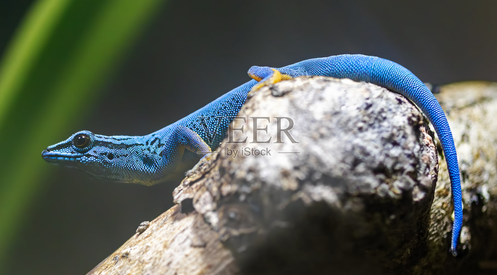 一只雄性绿松石矮壁虎的特写镜头照片摄影图片