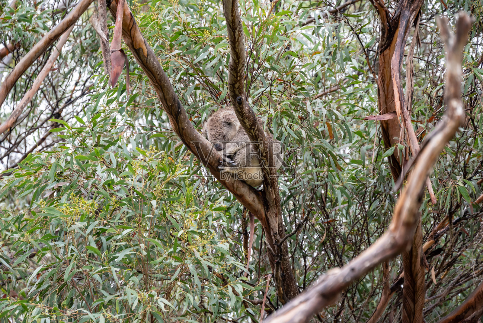 澳大利亚野生考拉照片摄影图片