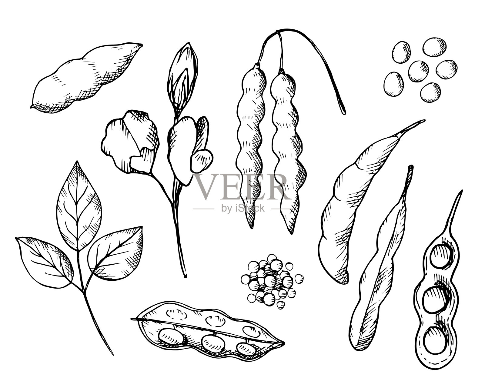 大豆绘制植物设置在一个孤立的白色背景。矢量插图的豆类，茎大豆植物和花大豆。健康食品，天然蛋白质，种子收获。用于打印，标签，模板，背景插画图片素材