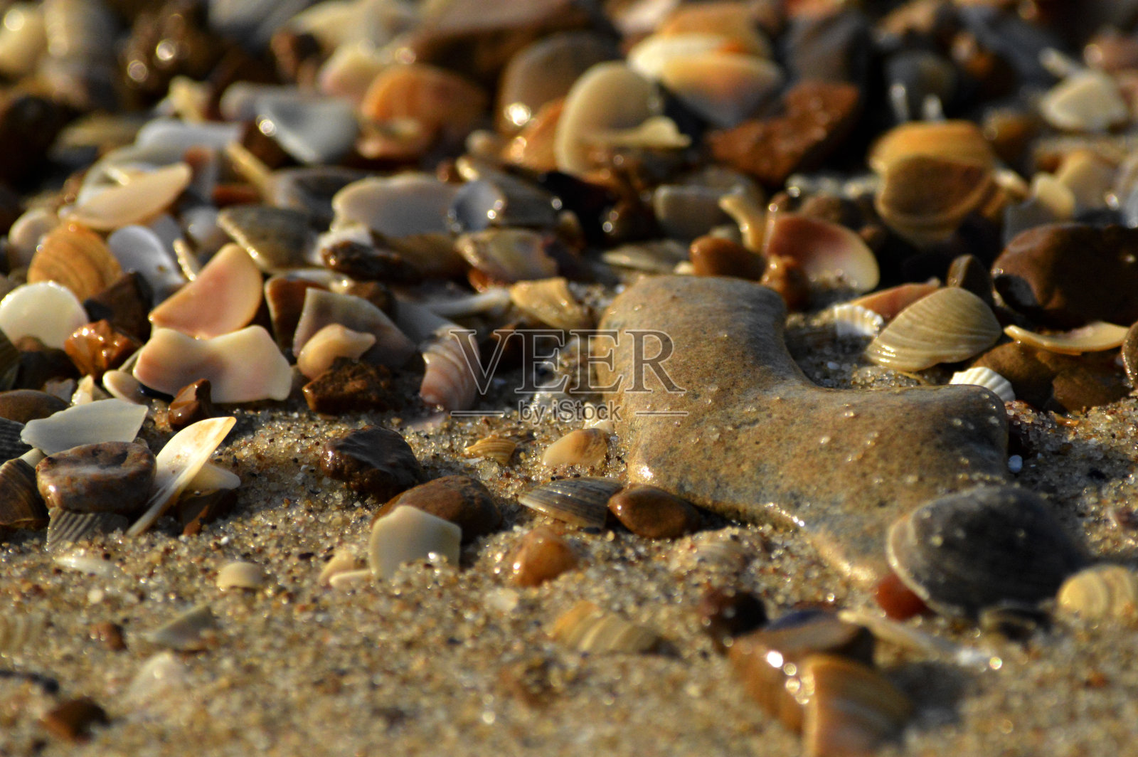 沙滩上闪闪发光的石头和贝壳反射着阳光。照片摄影图片