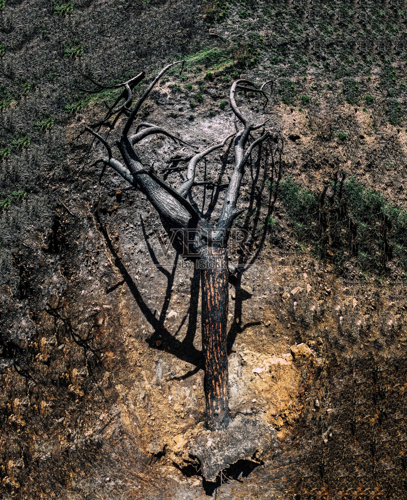 从空中俯瞰森林大火后一棵倒下的橡树照片摄影图片