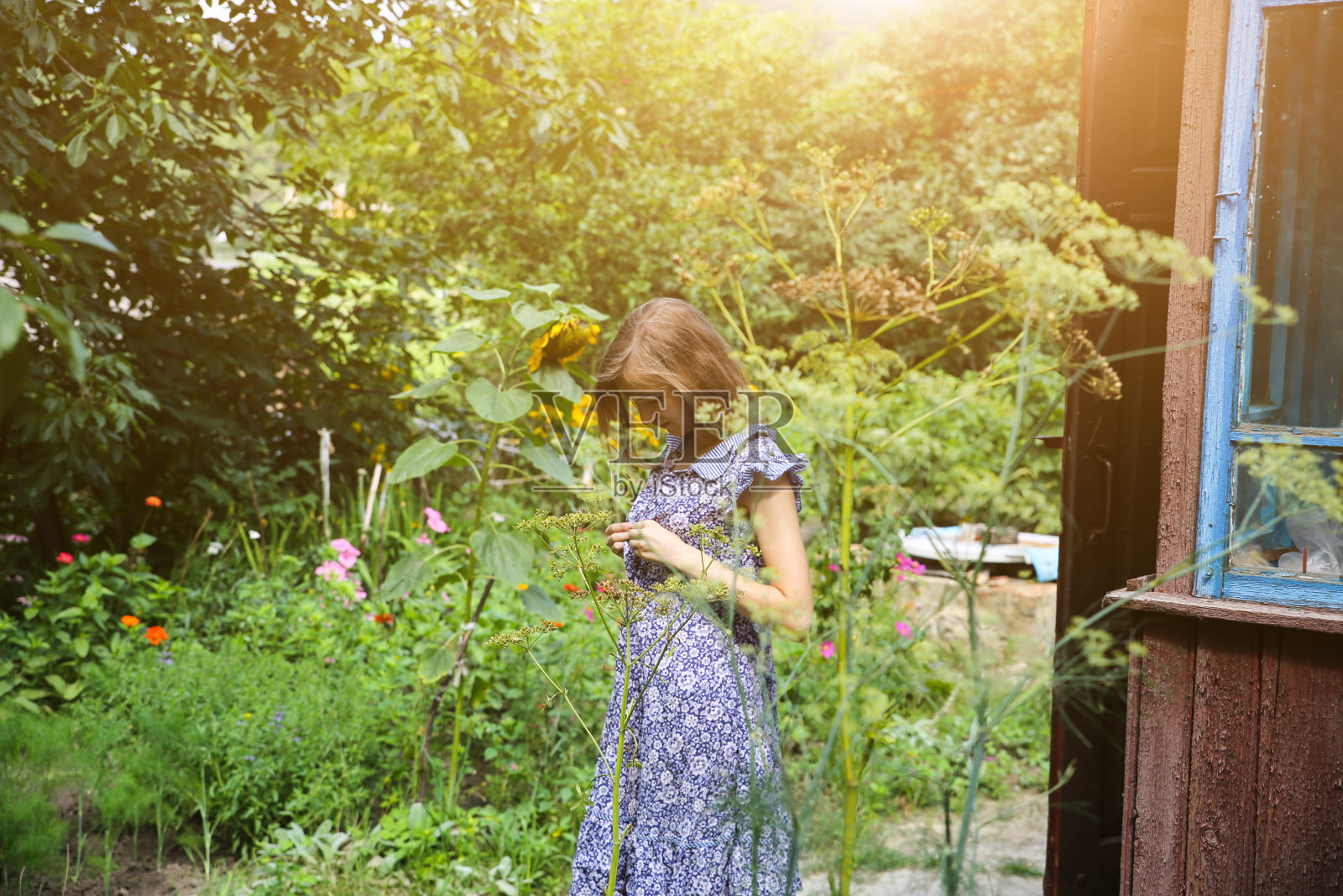 穿着乡间旧衣服的漂亮女孩站在房子旁边。夏日在农场谷仓的院子里。自然的老女人在花园里享受阳光。照片摄影图片