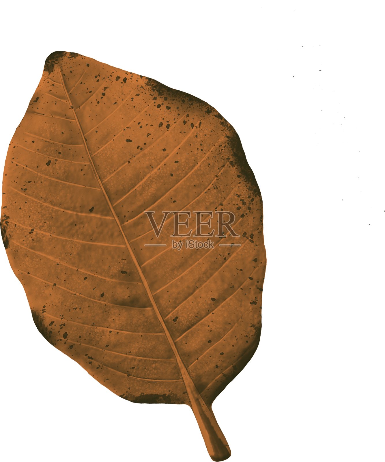 秋天的叶子照片摄影图片