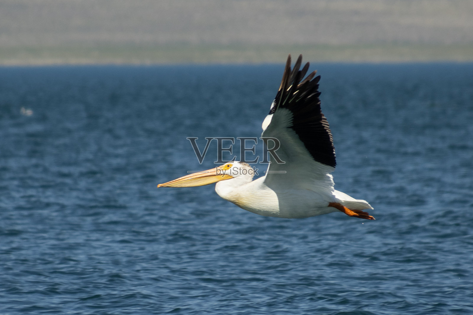 飞翔的美国白鹈鹕照片摄影图片