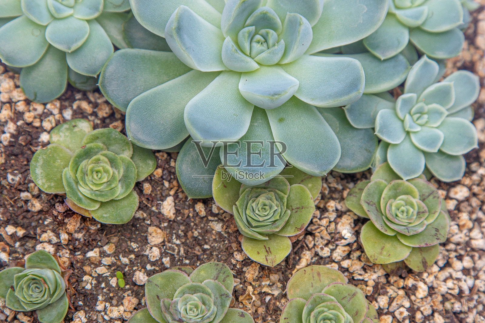 盆中绿叶菜科。水仙花是多肉植物的一种。在家种仙人掌。花卉栽培。绿叶自然背景。植物区系照片摄影图片