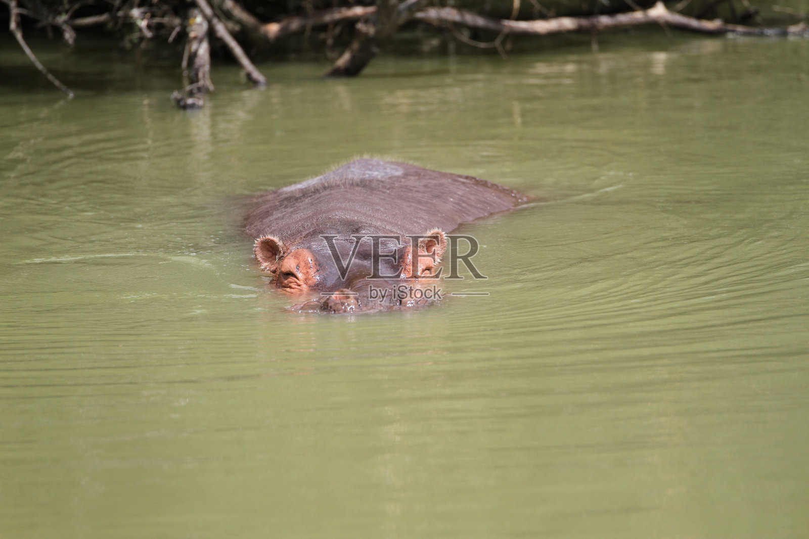 河马在水陆两栖的外面洗澡照片摄影图片
