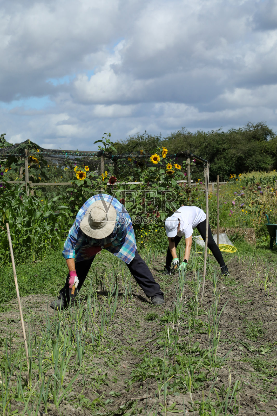 两个女人一起在有机农场挖土照片摄影图片