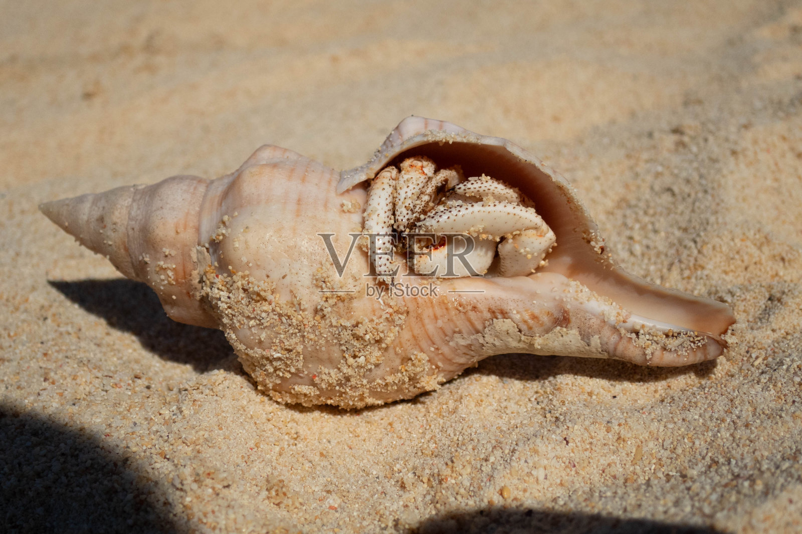 海贝照片摄影图片