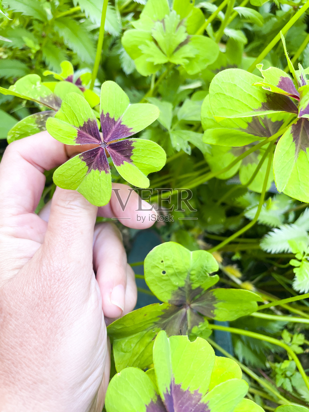 女人的手拿着一个假幸运三叶草或铁十字植物，四叶草。照片摄影图片