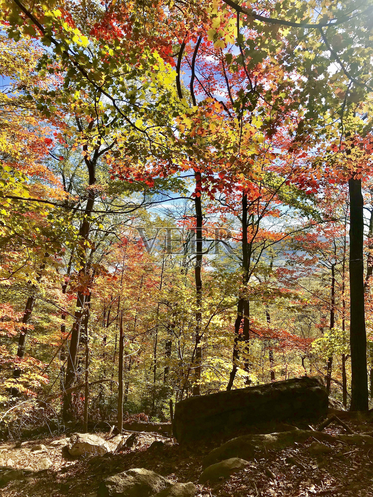 纽约的秋叶照片摄影图片