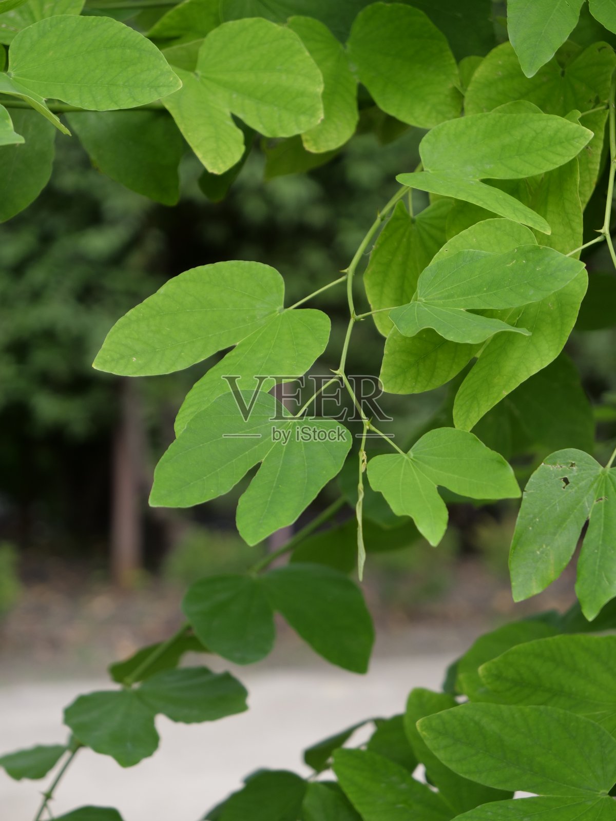 紫荆花forficata照片摄影图片