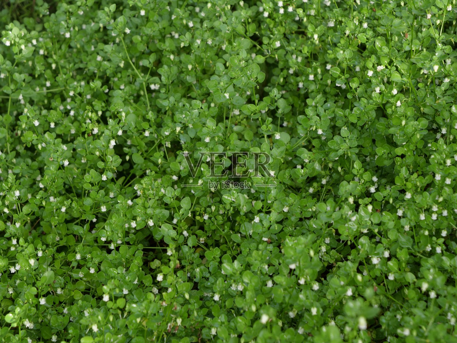 Salpichroa origanifolia照片摄影图片