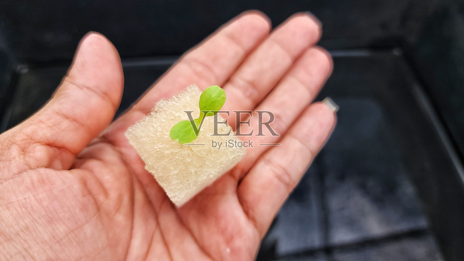 新鲜的绿色蔬菜和芽菜照片摄影图片