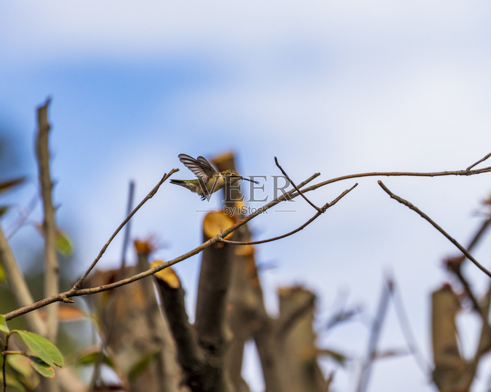 蜂鸟在3号树枝上照片摄影图片