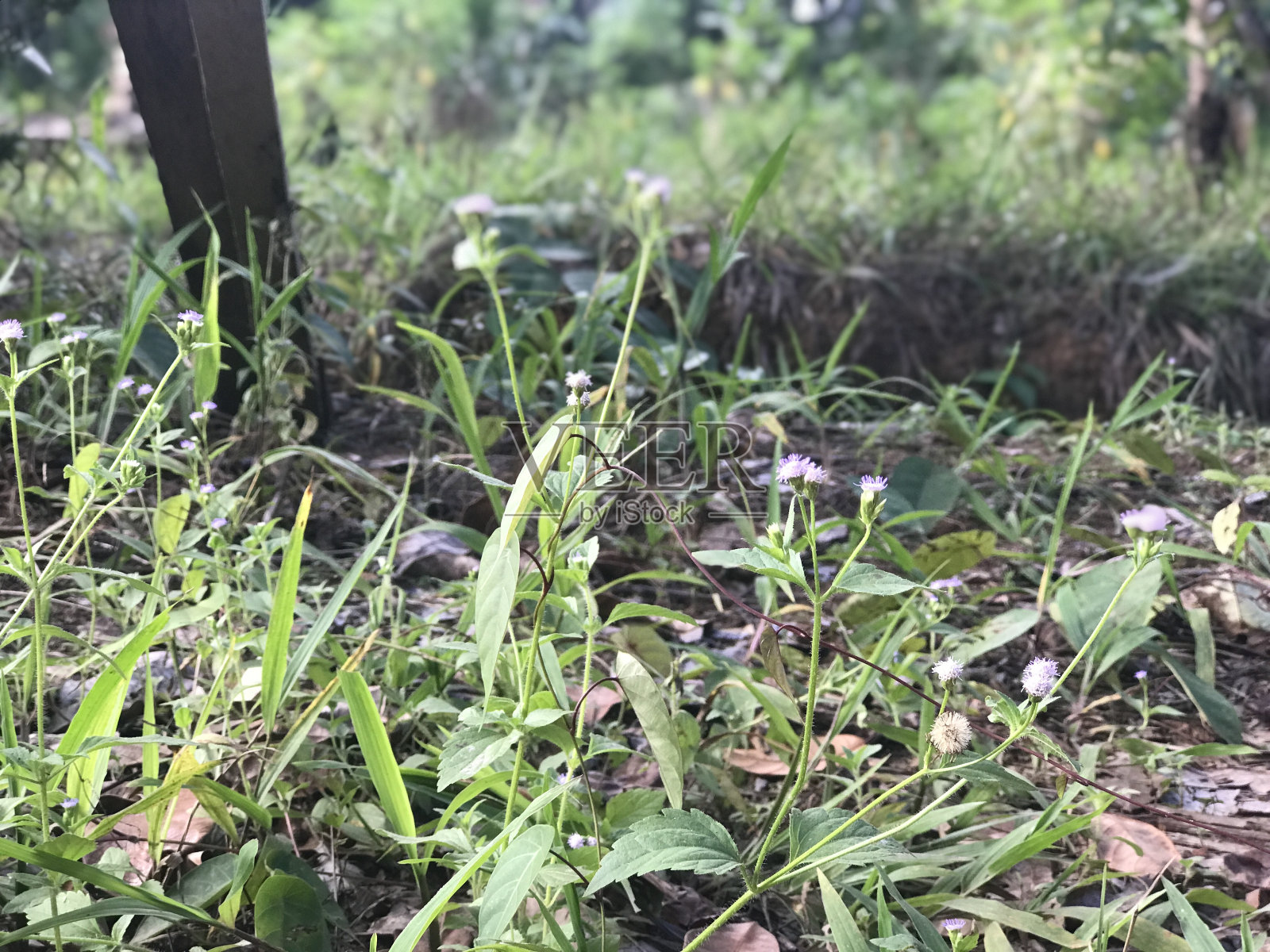 由于干旱，干燥的树叶散落在干燥的土地背景中照片摄影图片