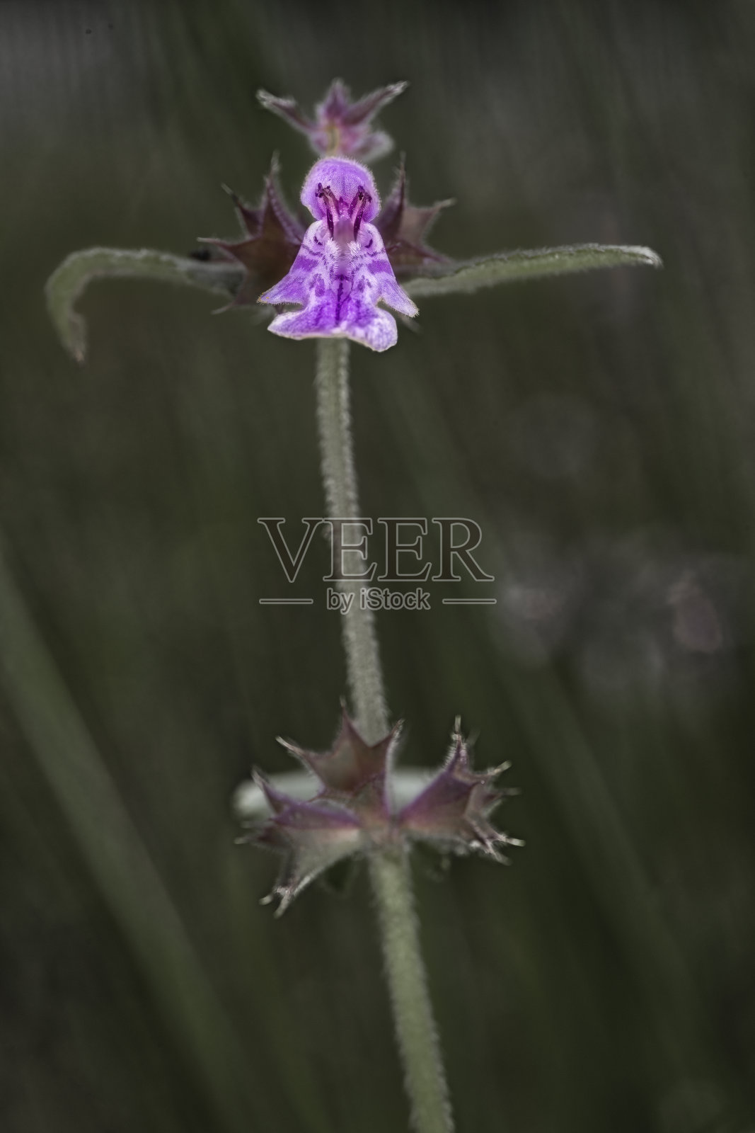 黄菖蒲照片摄影图片