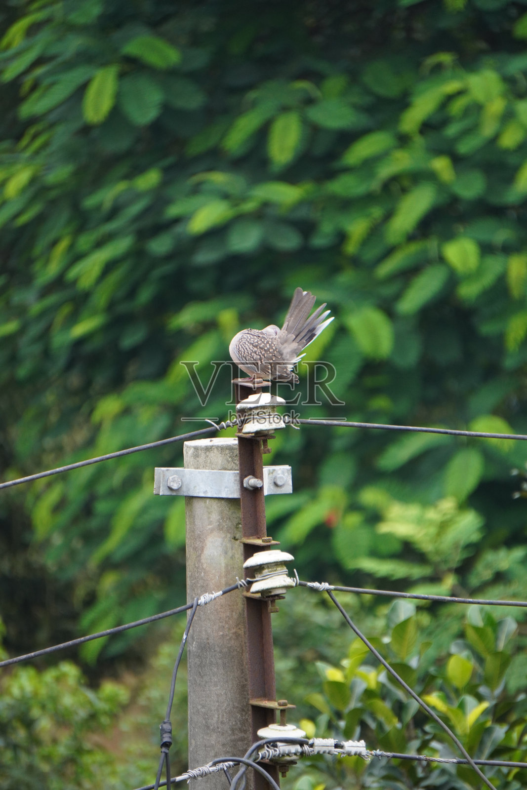 发现了鸽子照片摄影图片