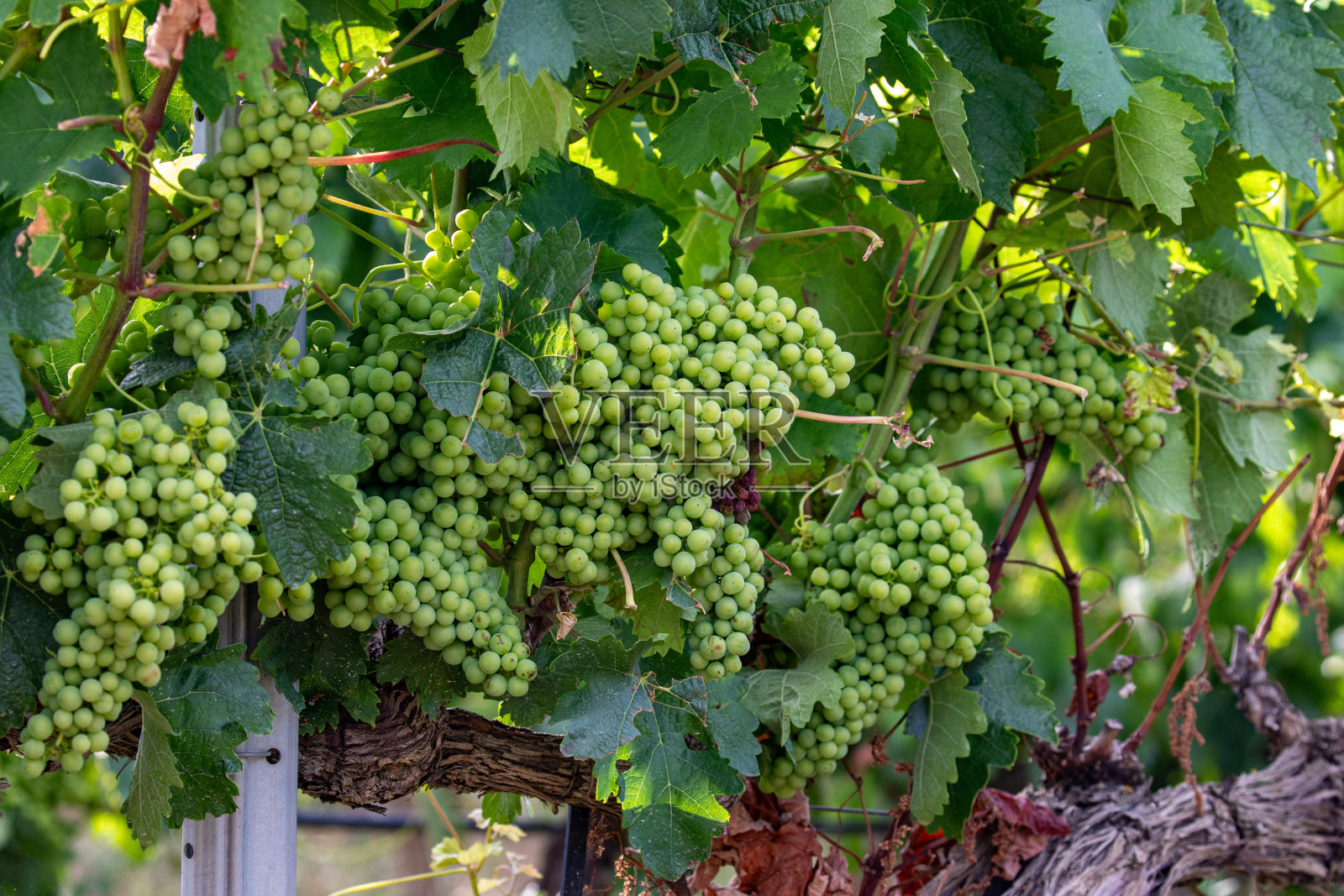 初夏漫步在拉瓜迪亚，里奥哈-阿拉维萨，一串串绿色的葡萄在阳光下生长照片摄影图片