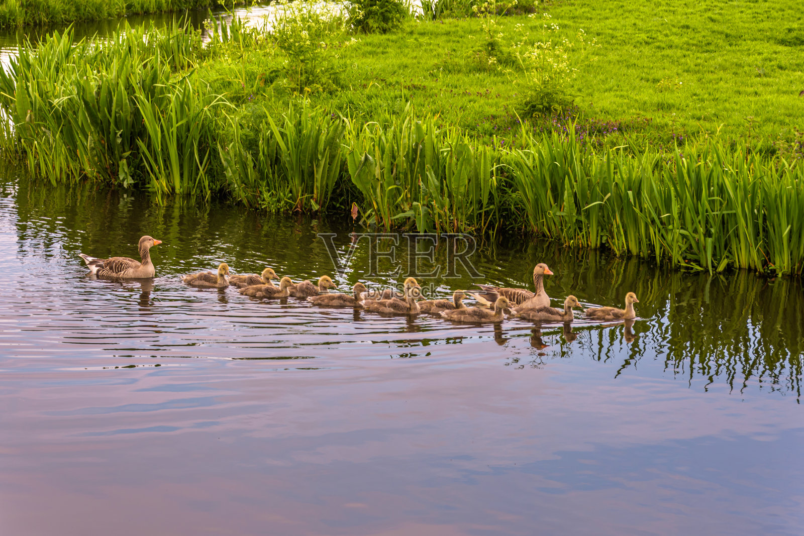 带着孩子的灰雁照片摄影图片