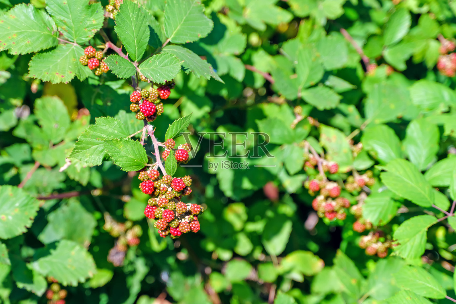 灌木上未成熟的黑莓照片摄影图片