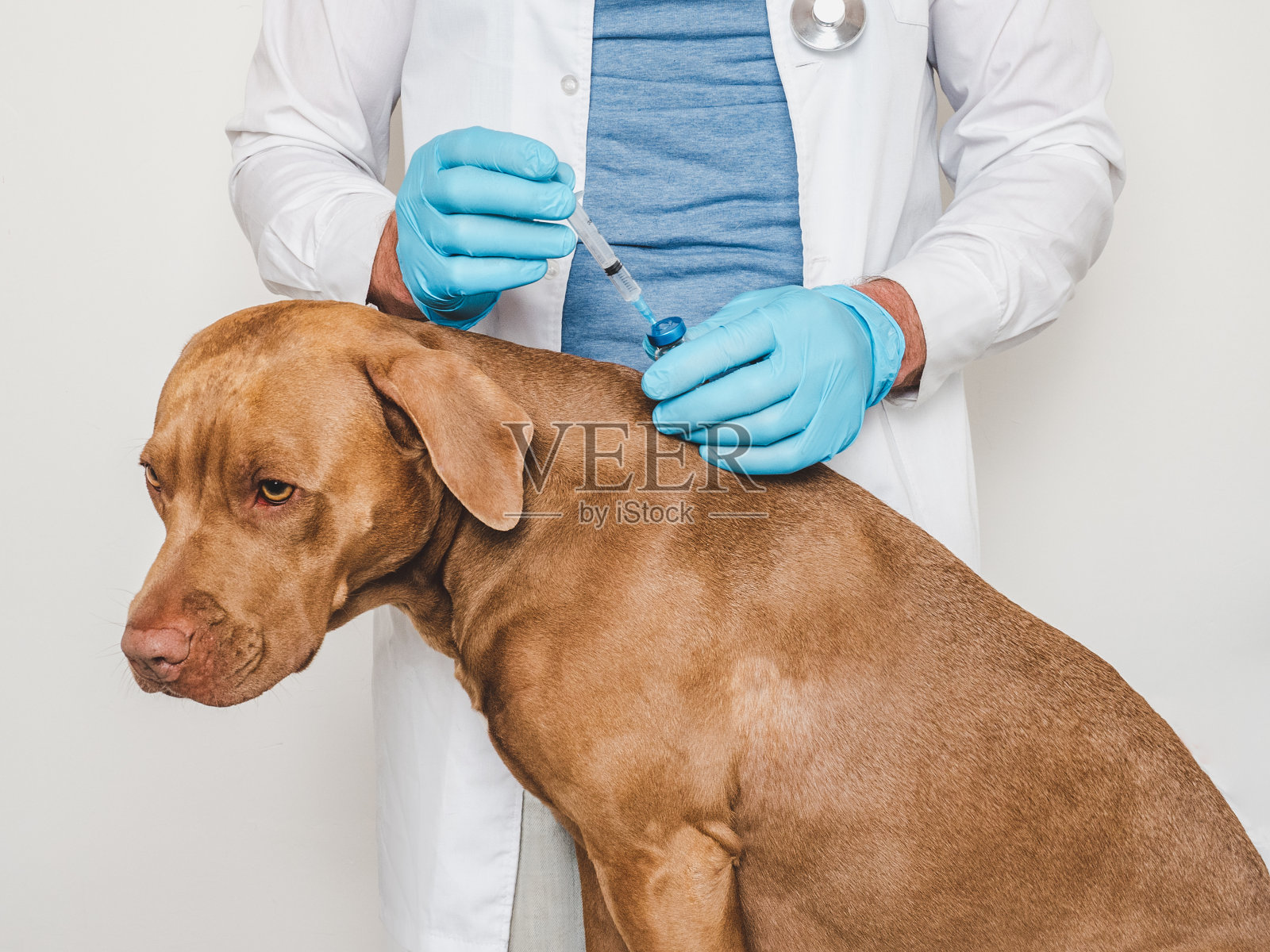 可爱的狗和兽医。特写，工作室照片照片摄影图片