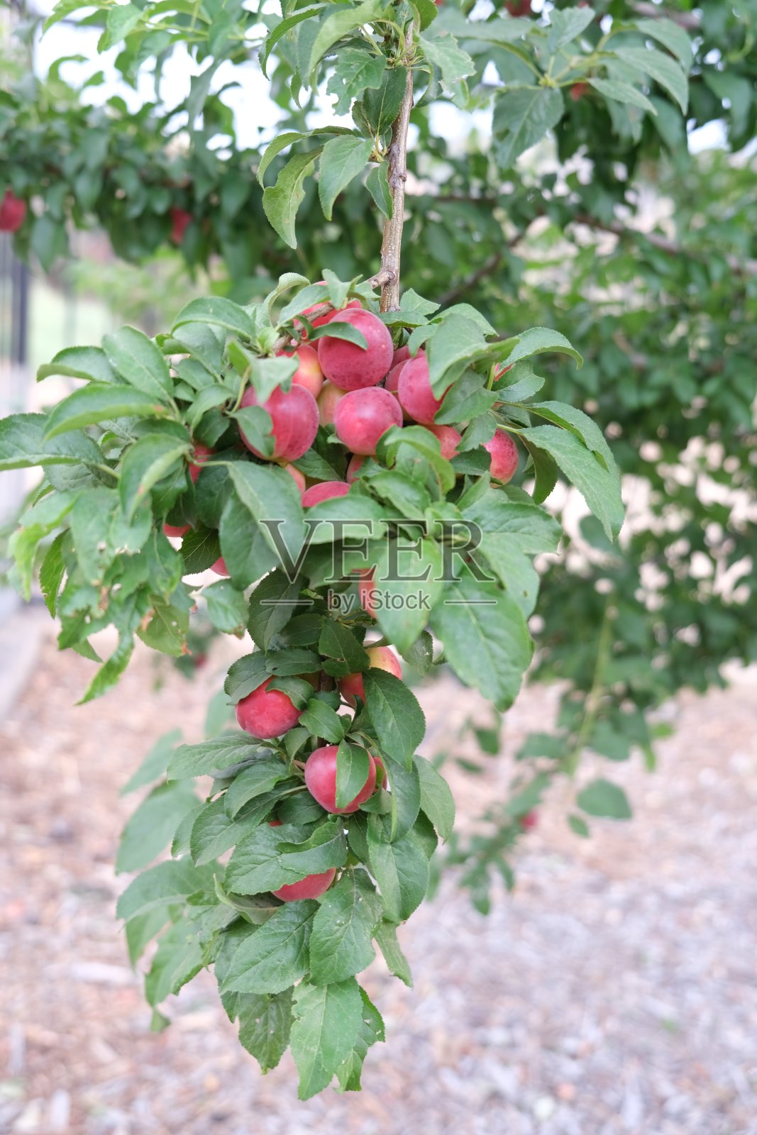 樱桃李子长在树上照片摄影图片