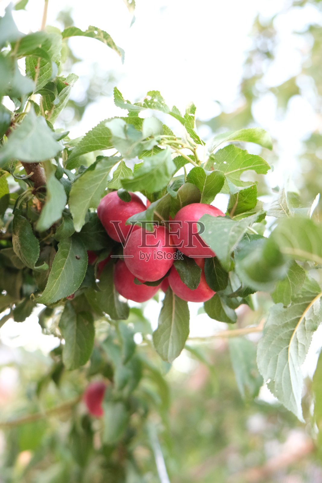 樱桃李子长在树上照片摄影图片