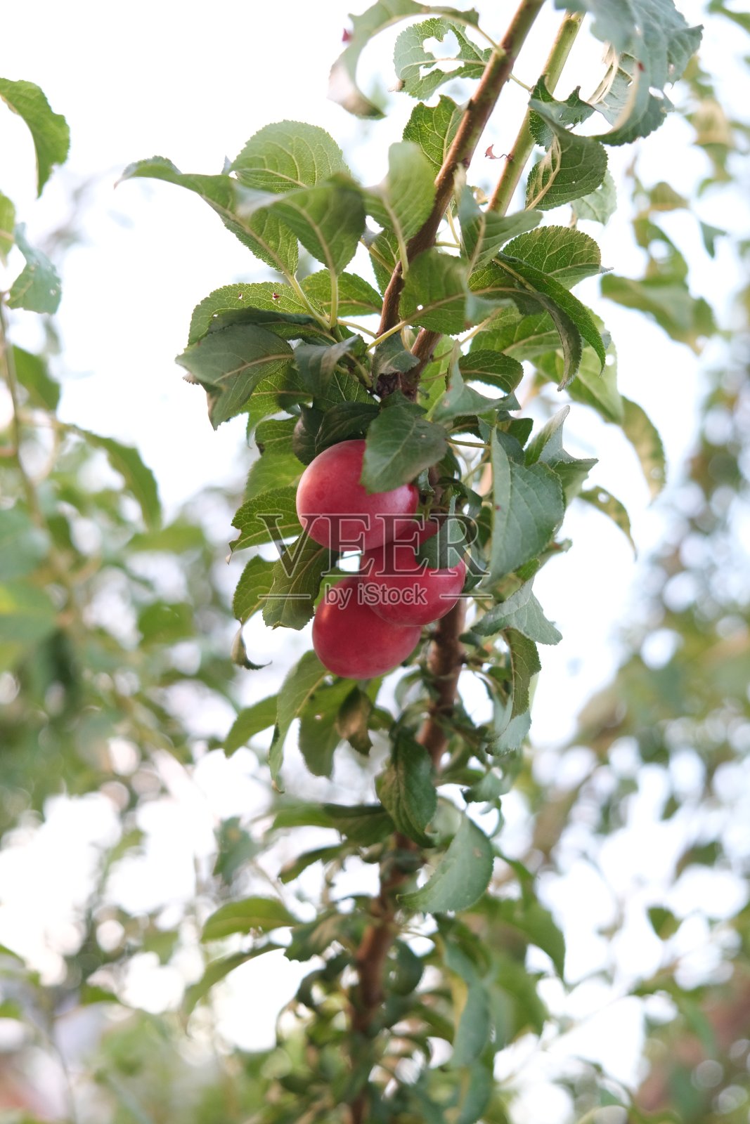 樱桃李子长在树上照片摄影图片