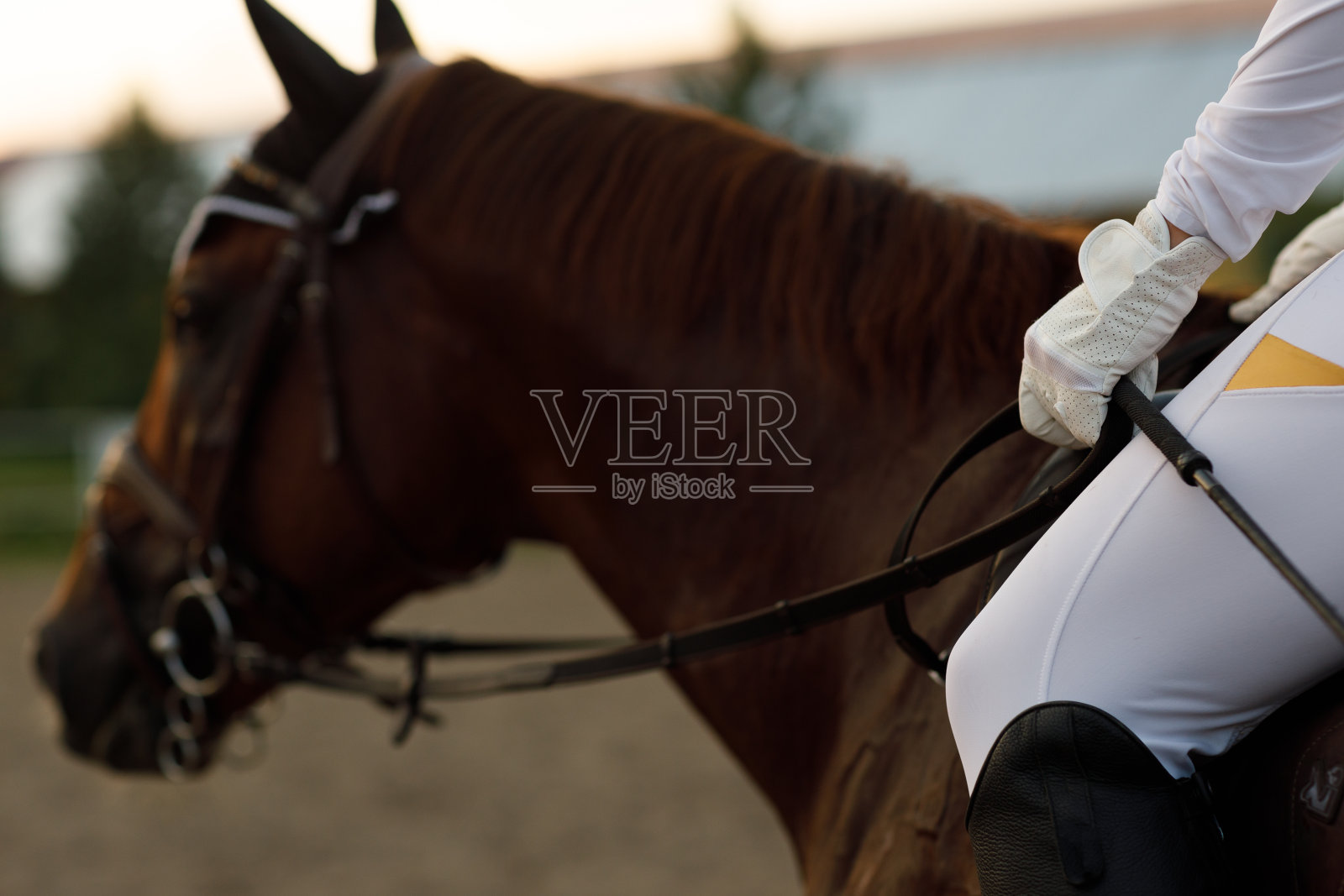 侧面特写的栗色马的马具与女骑手骑师在白色制服与stack。照片摄影图片