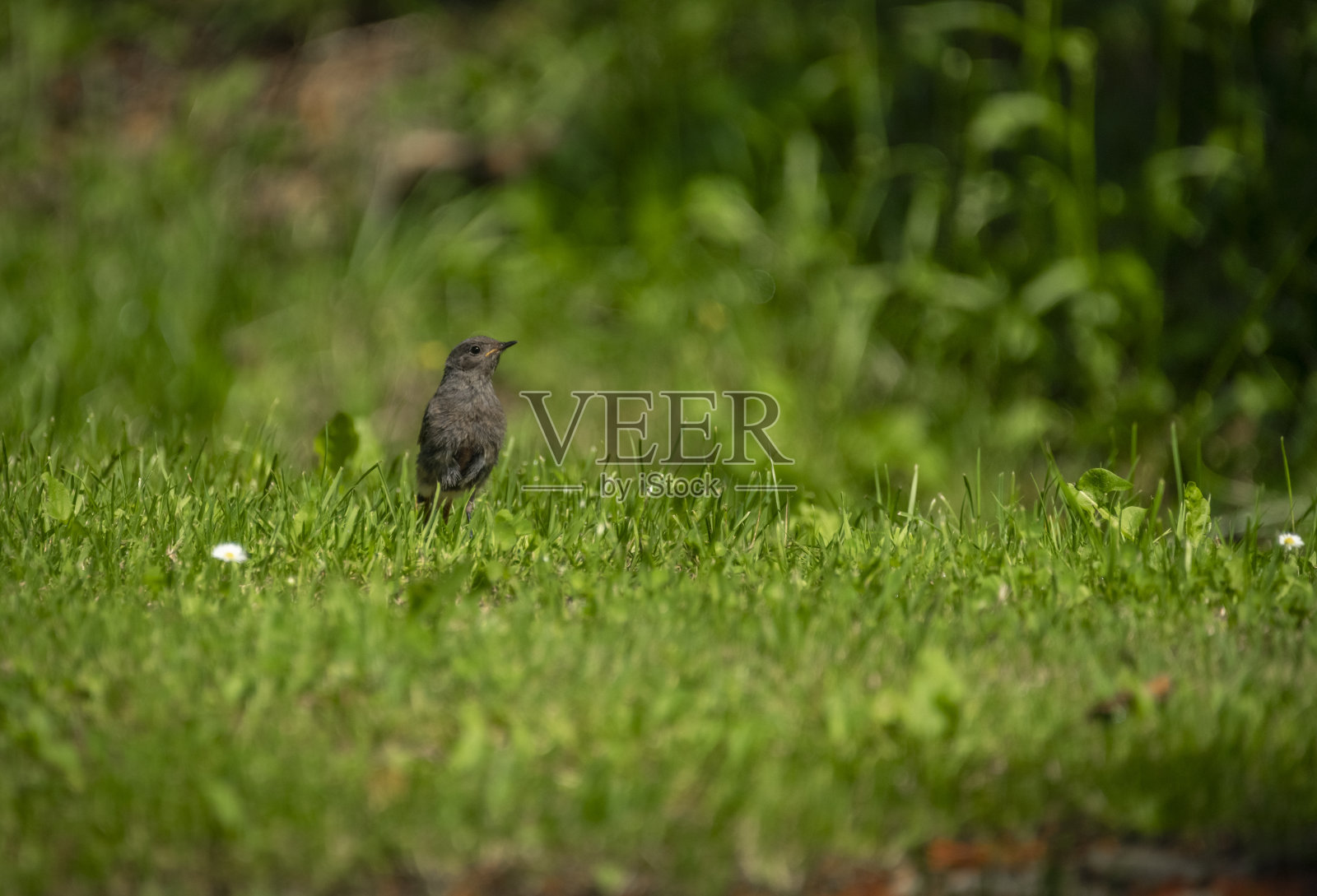 在阳光明媚的炎热的日子里，年轻的裸腹黑鸟有着绿色的背景照片摄影图片