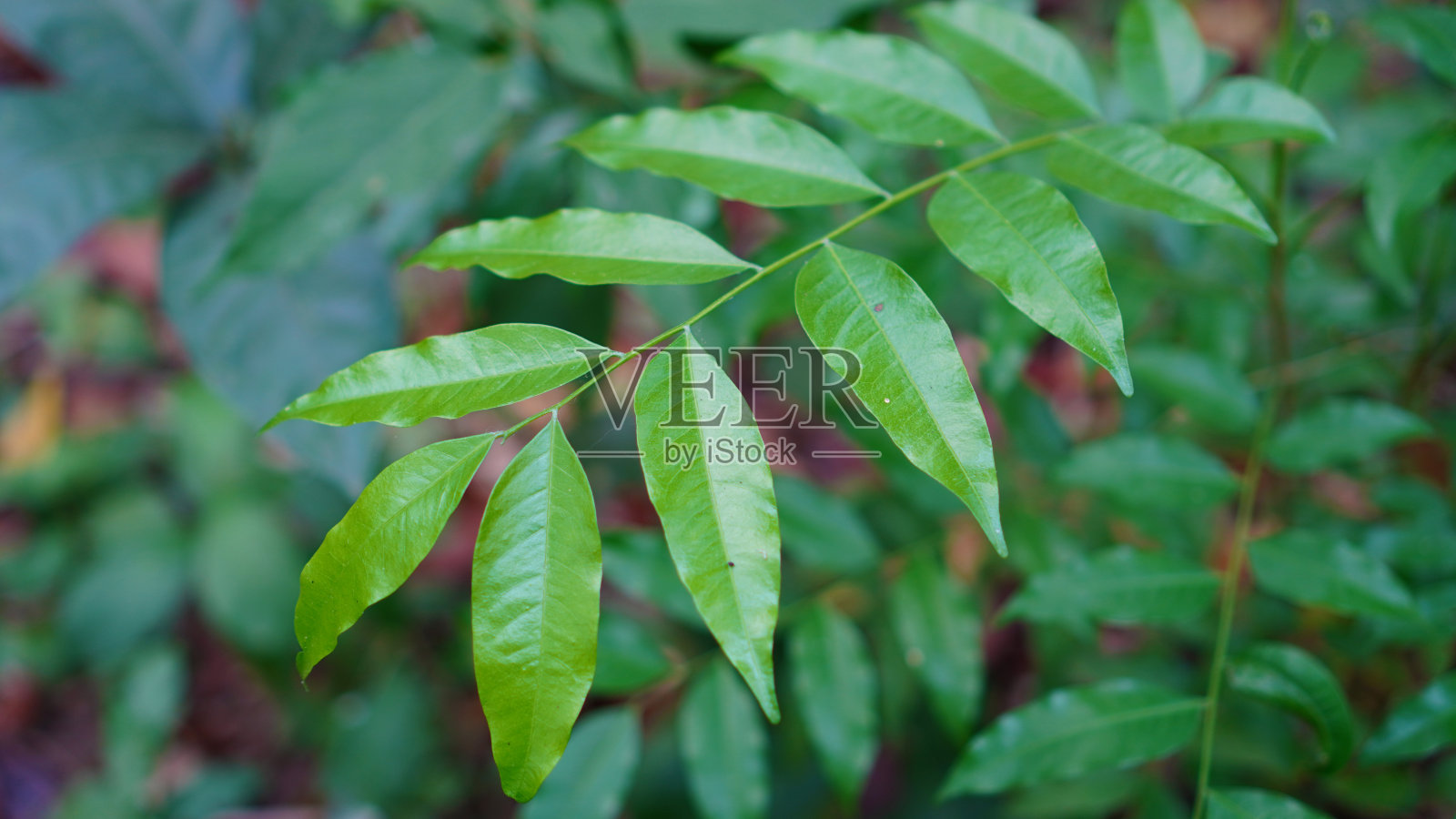 虎头藤叶照片摄影图片