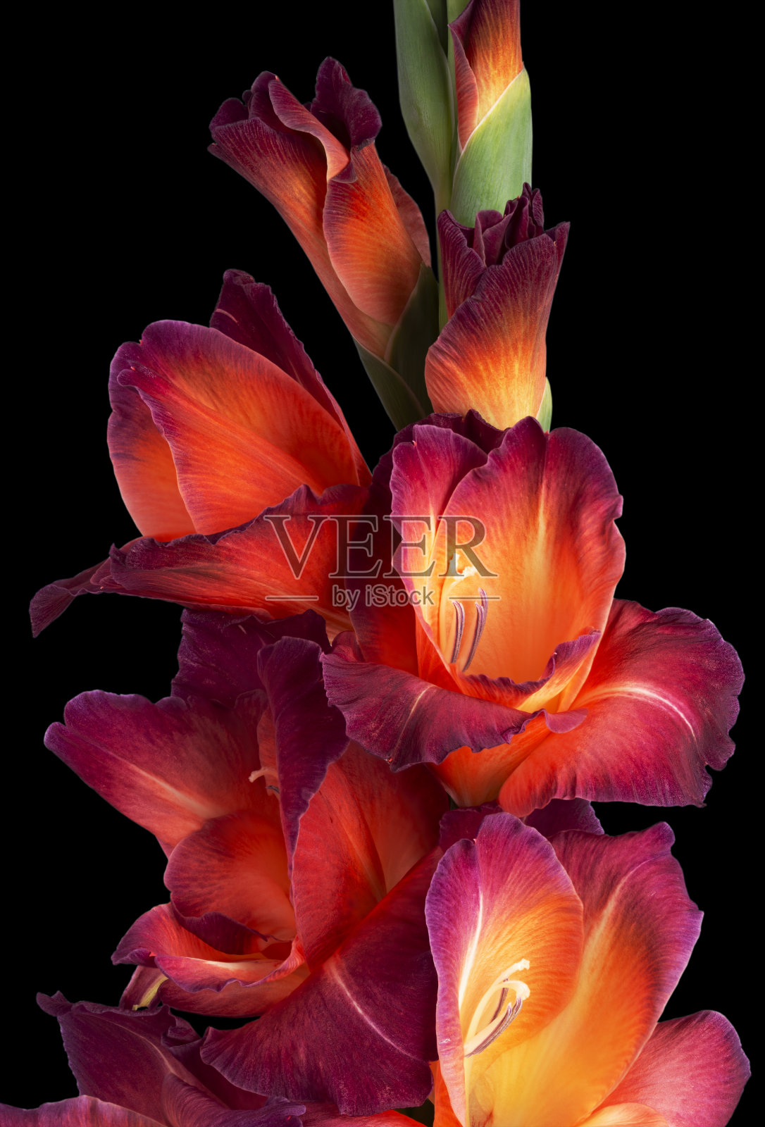 美丽的红色剑兰花在黑色的背景照片摄影图片