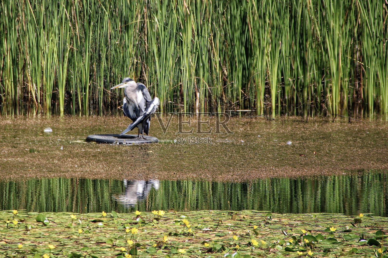 芦苇丛中的苍鹭在池塘里沉思。照片摄影图片