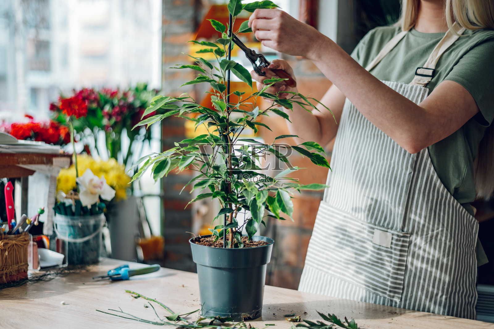 花商用修剪剪修剪盆栽的雌性植物照片摄影图片