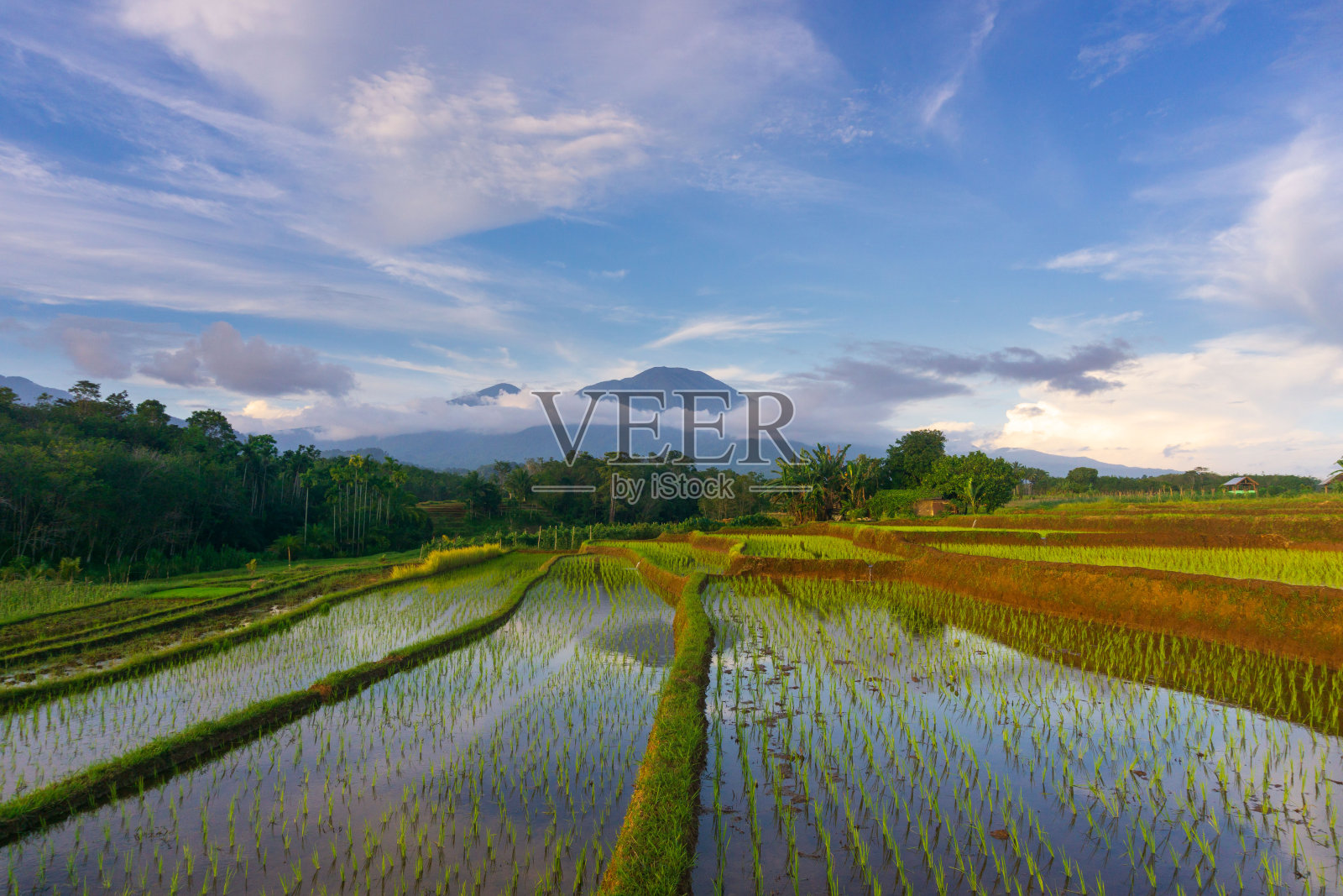 美丽的晨景印度尼西亚全景景观稻田与美丽的色彩和天空自然光照片摄影图片