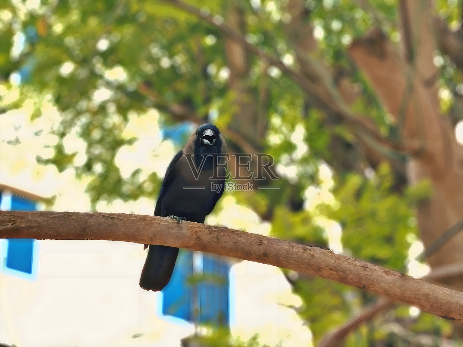 在树枝上乌鸦。照片摄影图片