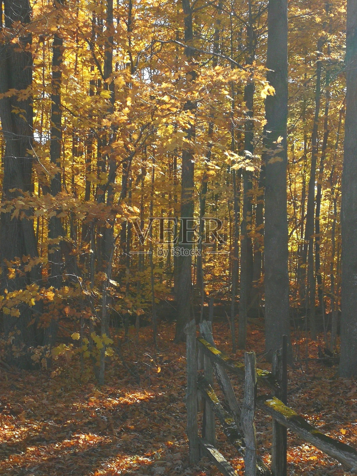 秋天的森林照片摄影图片