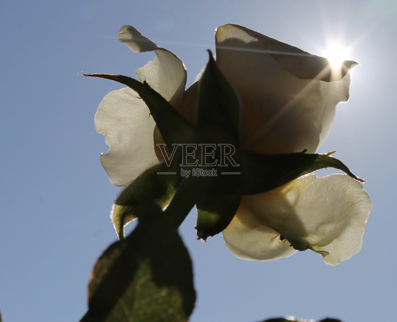 夏日玫瑰与独特的背光从太阳照片摄影图片