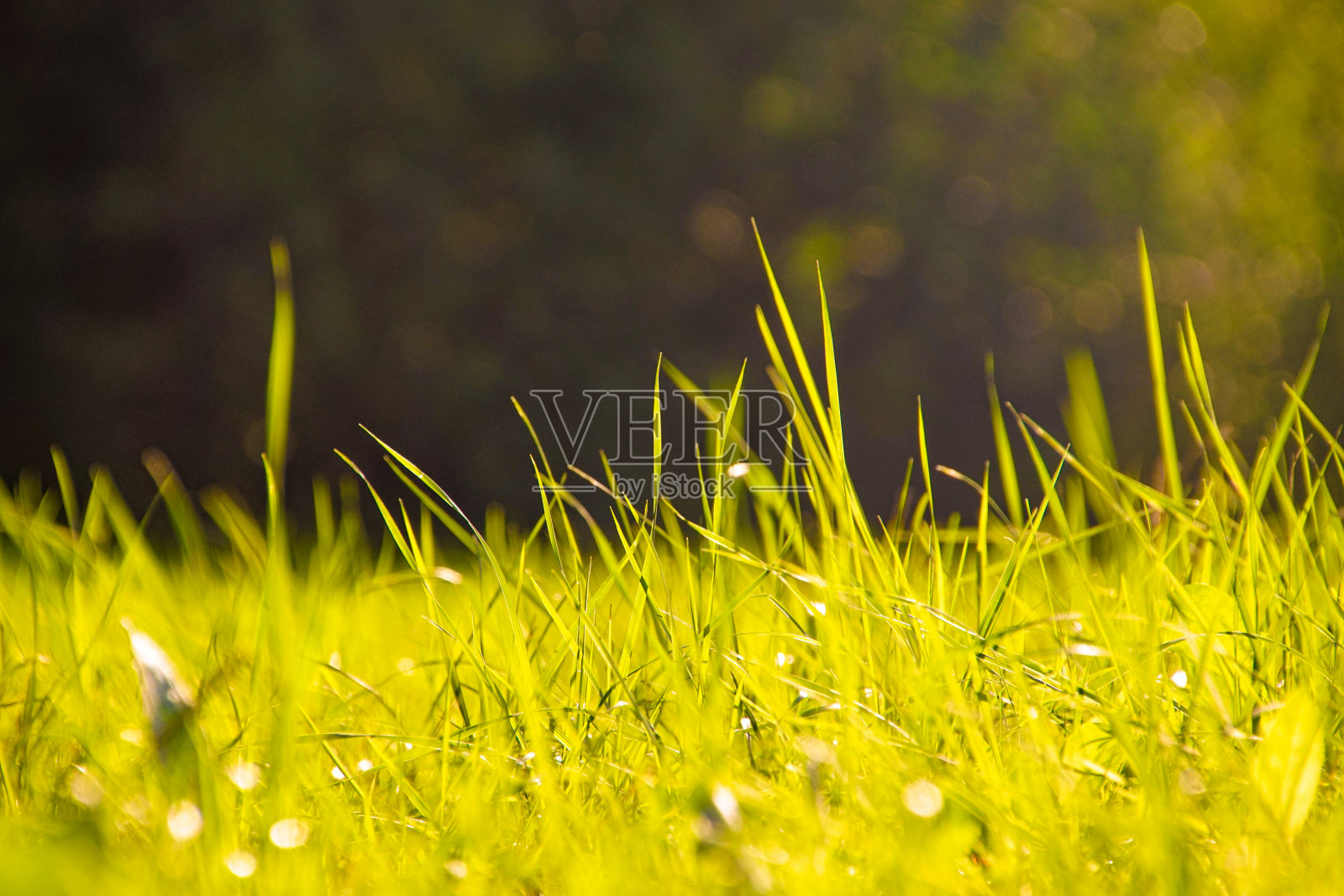 草地生长的特写镜头照片摄影图片