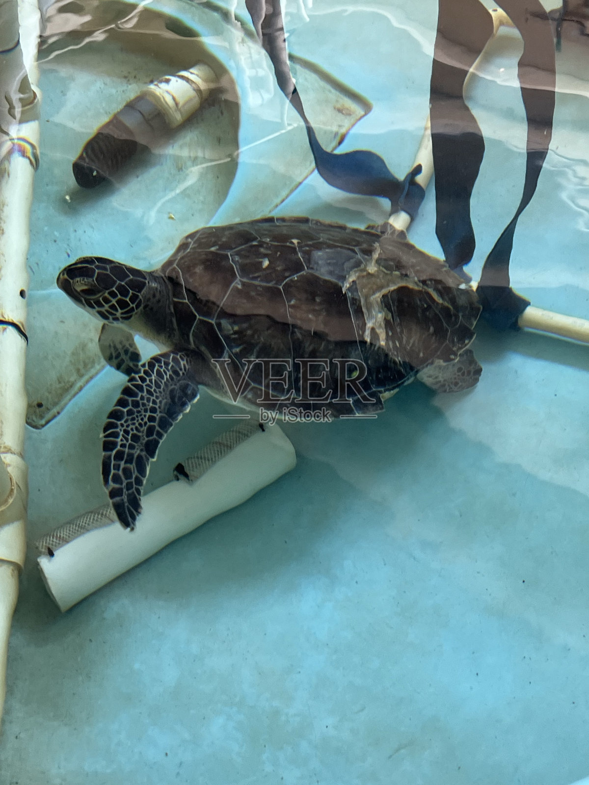 圣奥古斯丁海龟医院的海龟康复。照片摄影图片