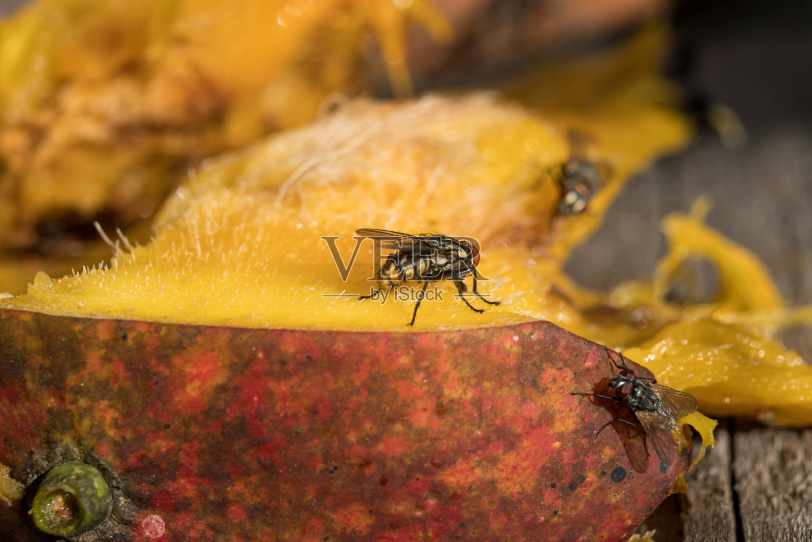有昆虫的花照片摄影图片