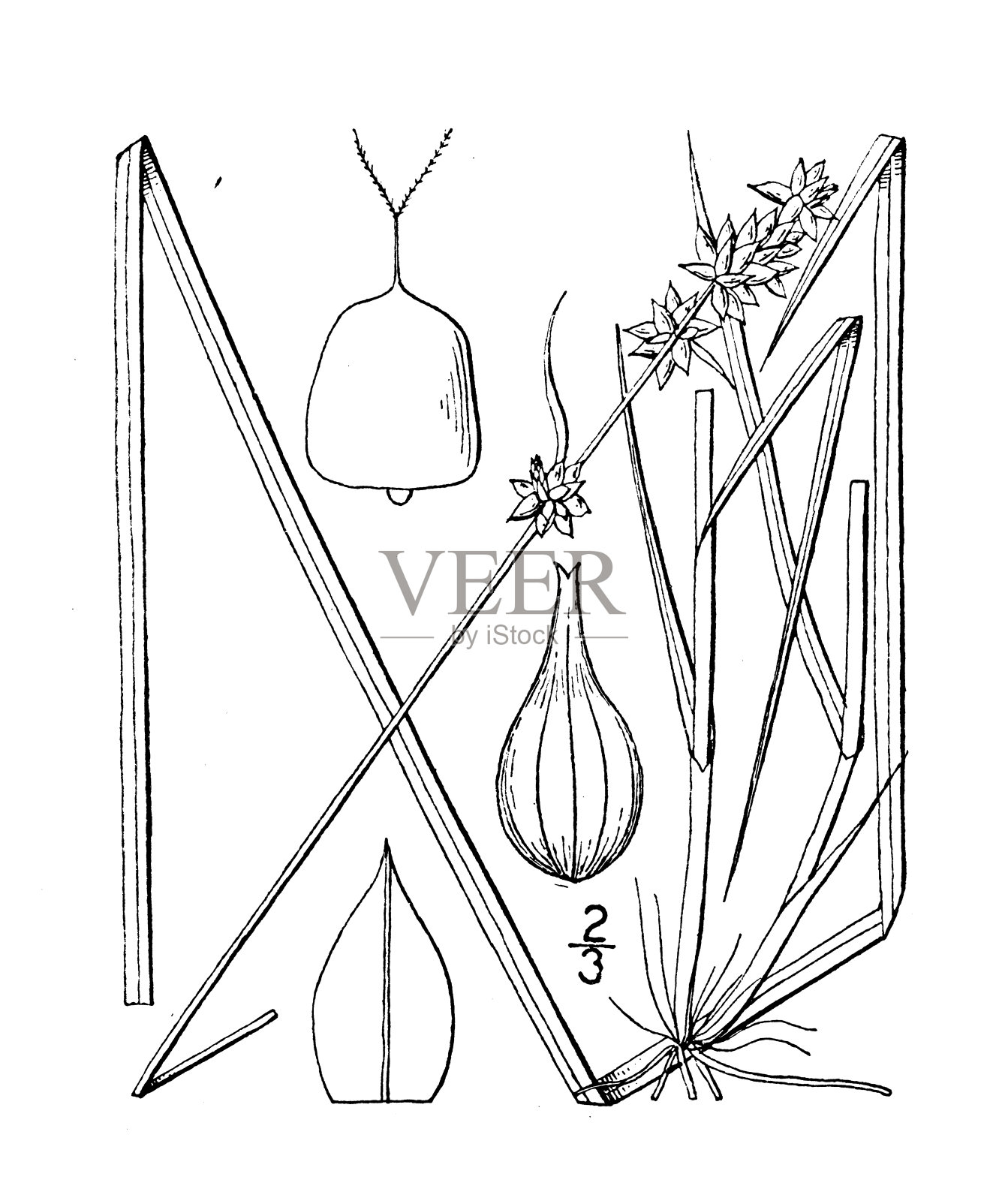 古植物学植物插图:苔草，小刺莎草插画图片素材