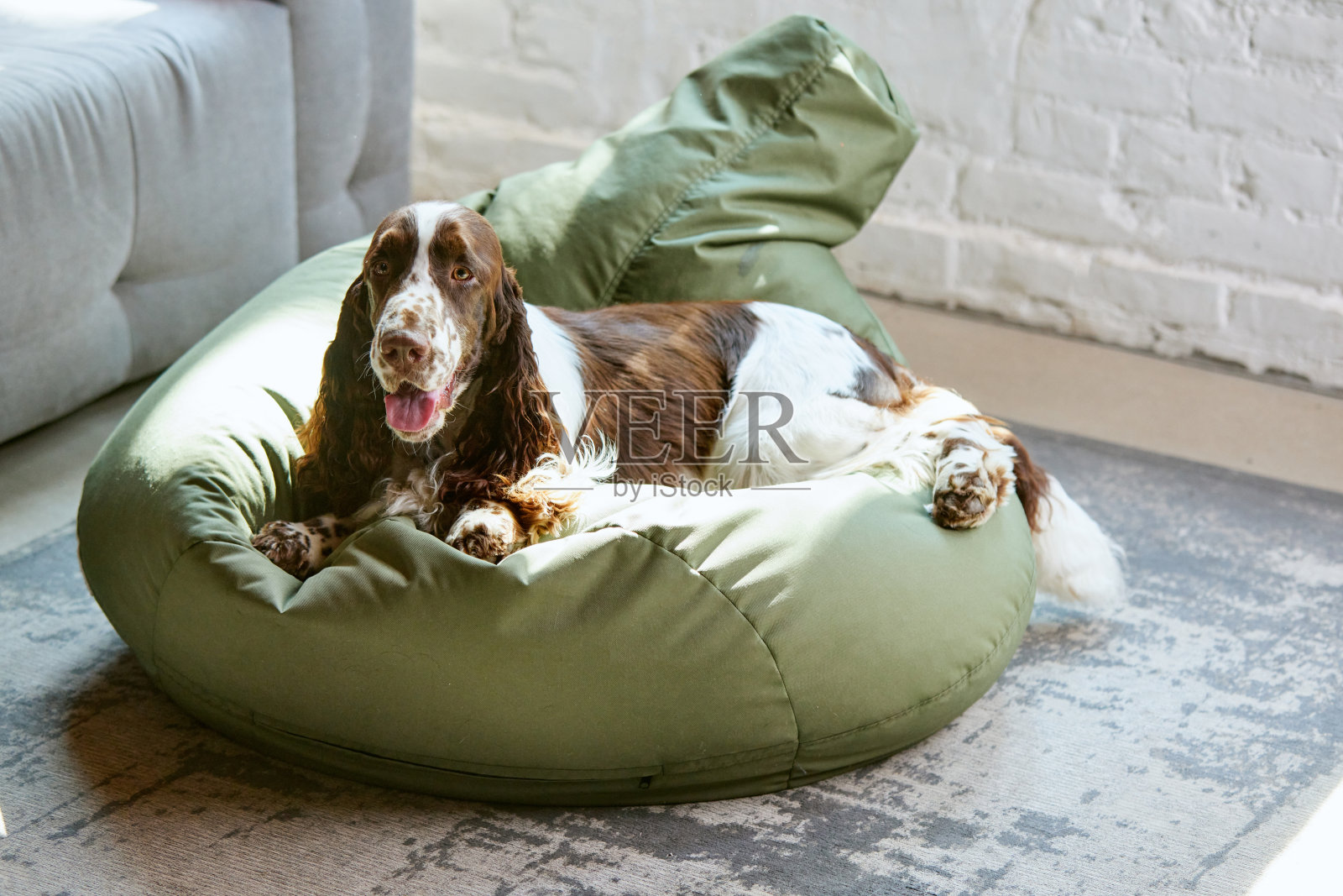 漂亮的纯种狗，白色棕色皮毛的英国史宾格猎犬，躺在家里的地板枕头上看着。温暖的一天照片摄影图片