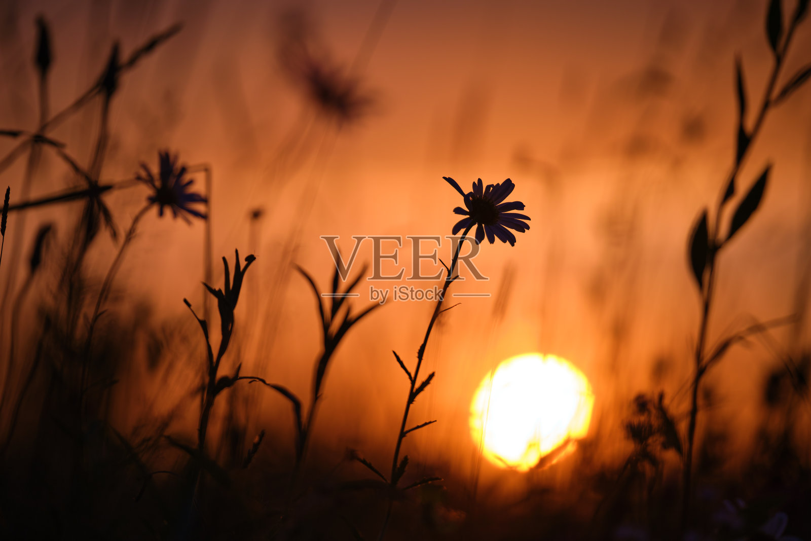 野花的黑色剪影映衬着明亮多彩的夕阳天空照片摄影图片
