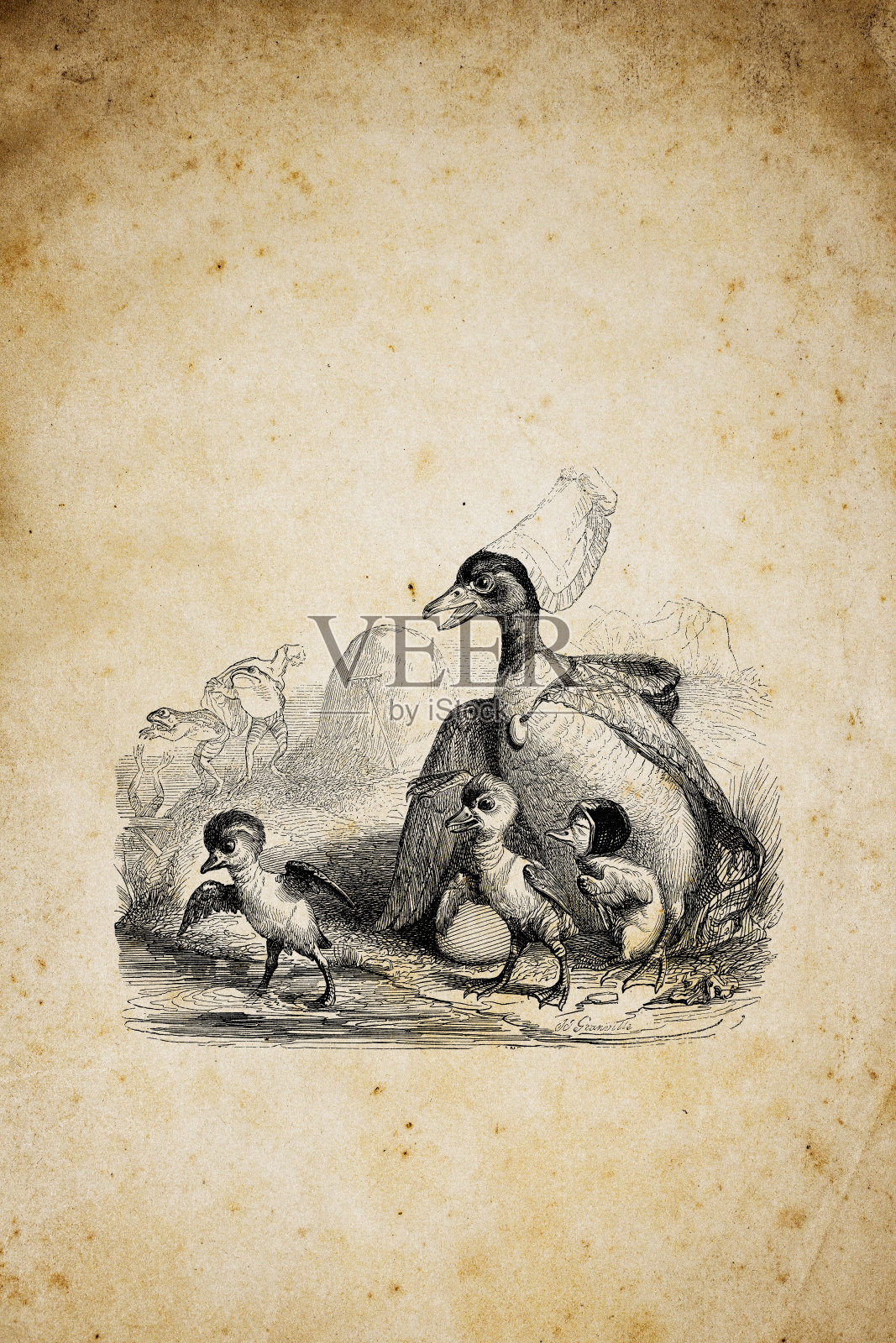 人性化动物插图:鸟类和青蛙插画图片素材